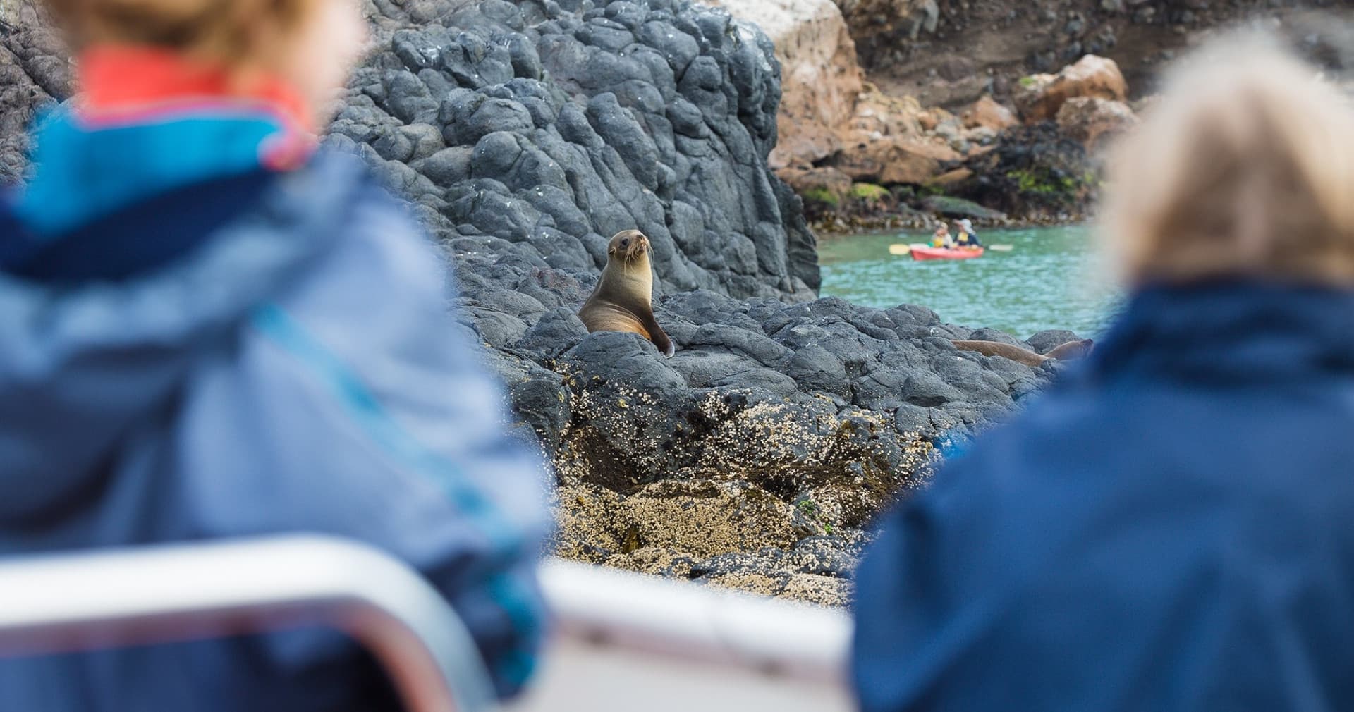 Monarch Wildlife Cruise and Peninsula Encounter Tour - image 4